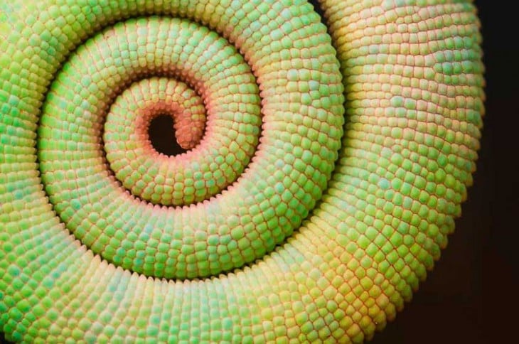 Geometría de la cola de camaleón 