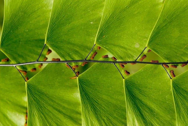 Geometría de la hoja de escalera 