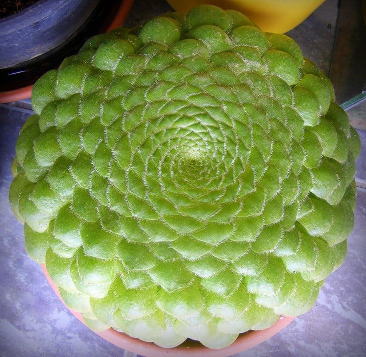 Geometría de Aeonium Tabuliforme