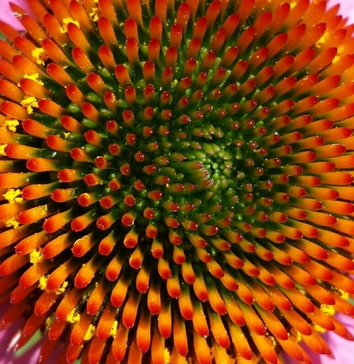 Geometría de Echinacea 