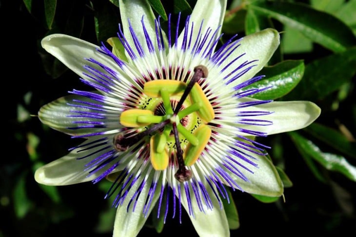 Geometría de la planta Passiflora Caerulea 