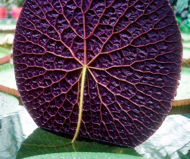 planta de color morado con demasiadas figuras geométricas 