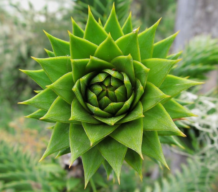 Geometría de la planta Araucaria 