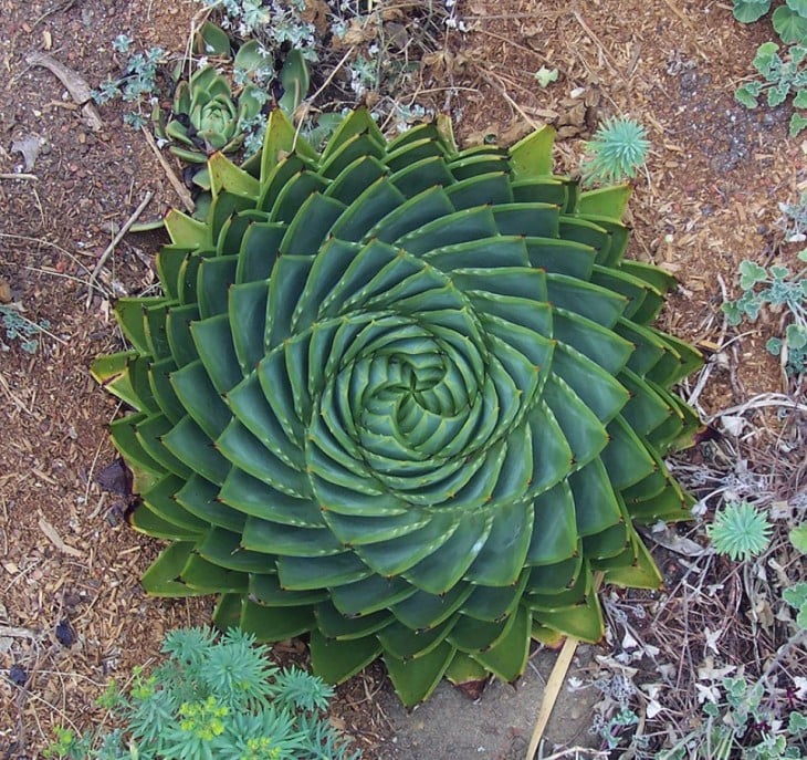 Geometría de una planta de Aloe 