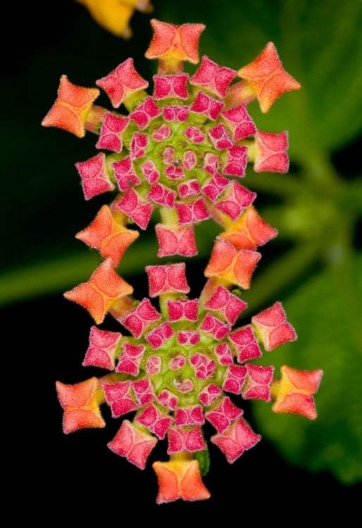 Geometría de una planta que parecen alfombras 