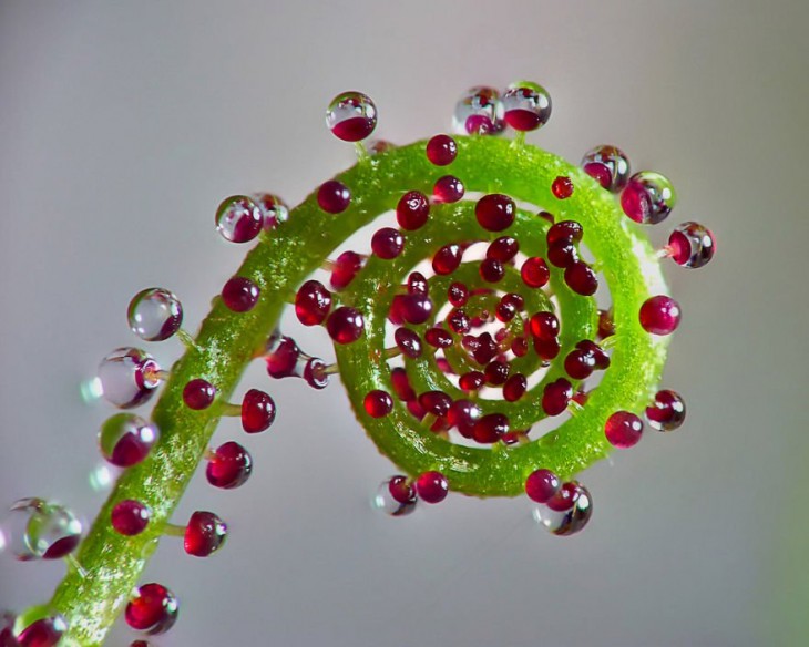 Geometría de una planta en espiral 