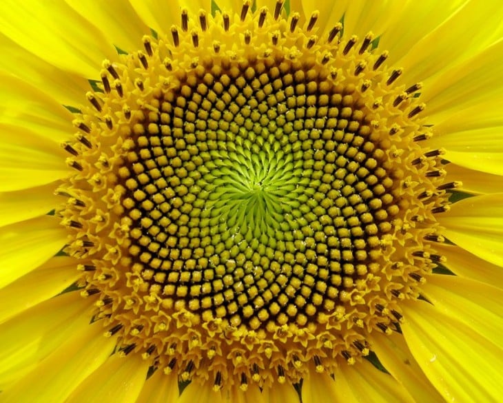 Geometría de un girasol 