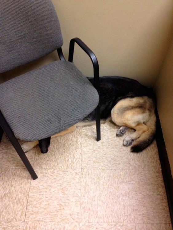 Perro acostado bajo una silla 