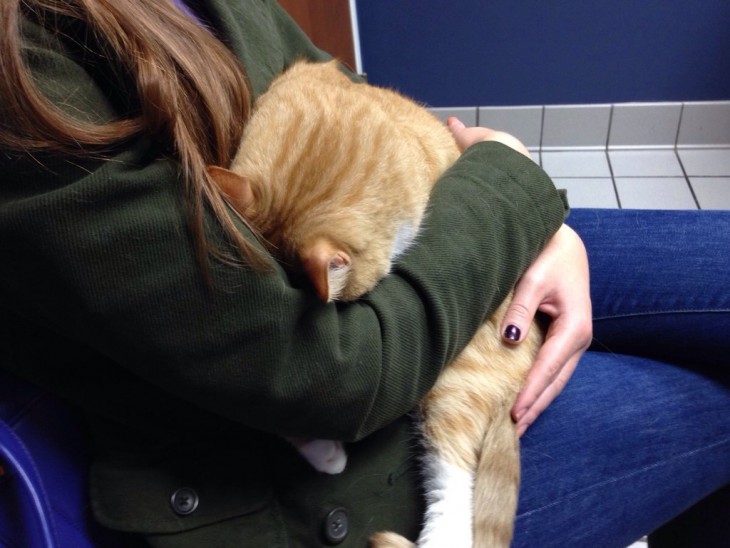 Gato escondido debajo del brazo de su dueña 