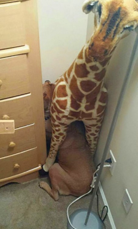 Perro escondido debajo de un peluche de jirafa 