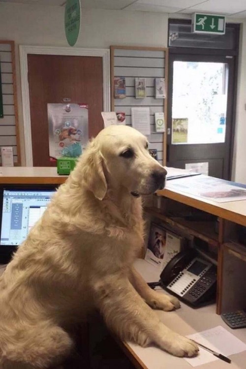 Perro simulando ser la recepcionista 