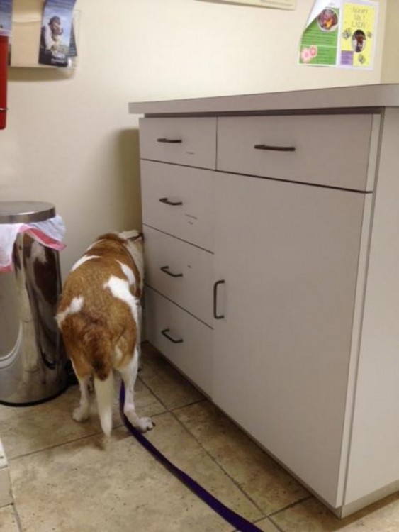 Perro intentando entrar a un espacio a un costado de un mueble 