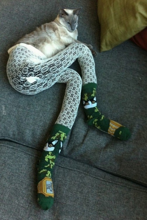 Gato con medias blancas y calcetines verdes 
