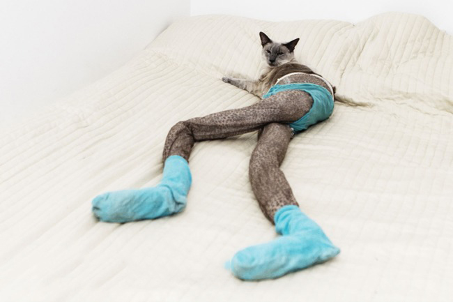 Gato con medias y calcetas azules acostado en una cama 