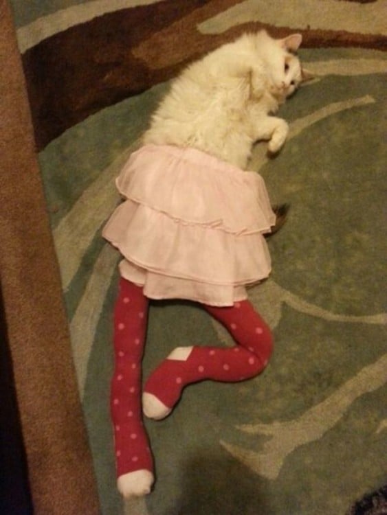 Gato vestido de bailarina de ballet 