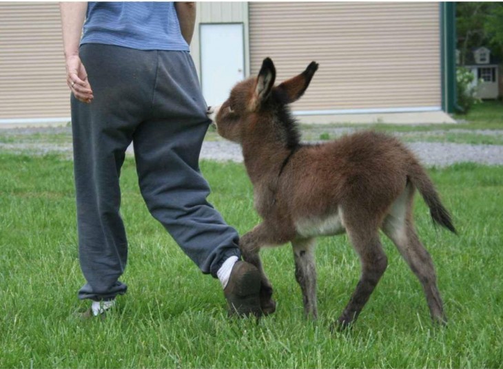 Burro miniatura mordiendo el pantalón a su amo 