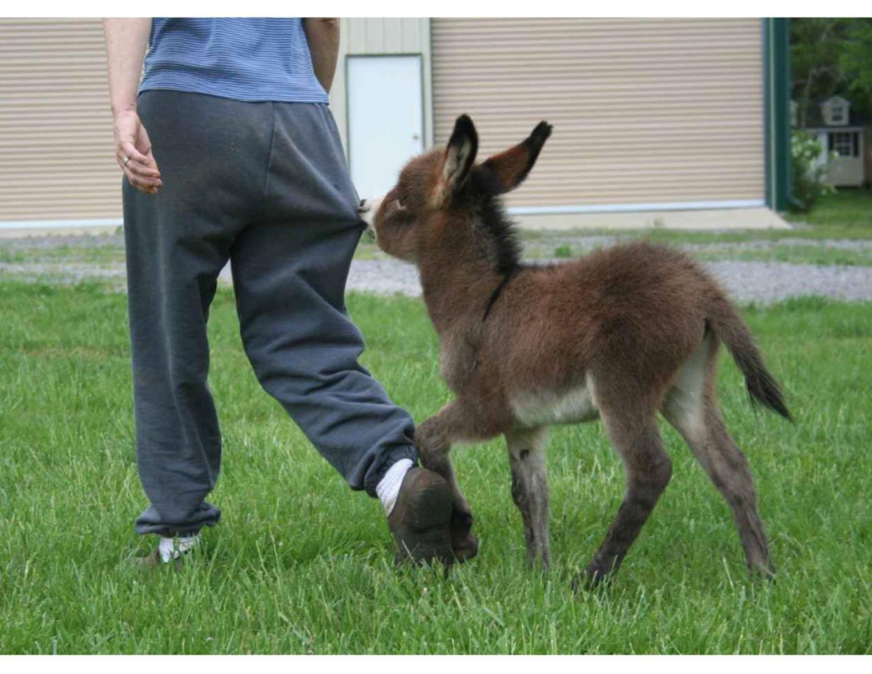 Mini-burros-11.jpg