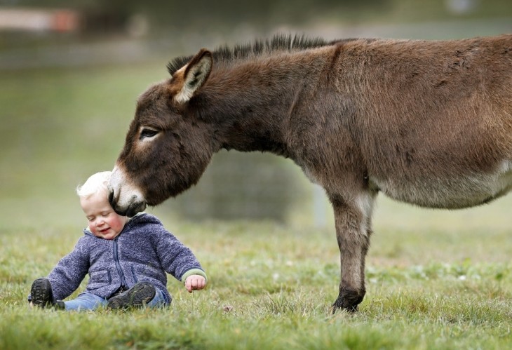 Burro miniatura a un costado de un bebé simulando darle un beso