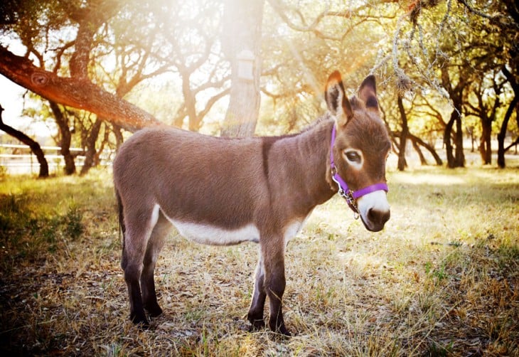 Burro miniatura parado frente a un árbol