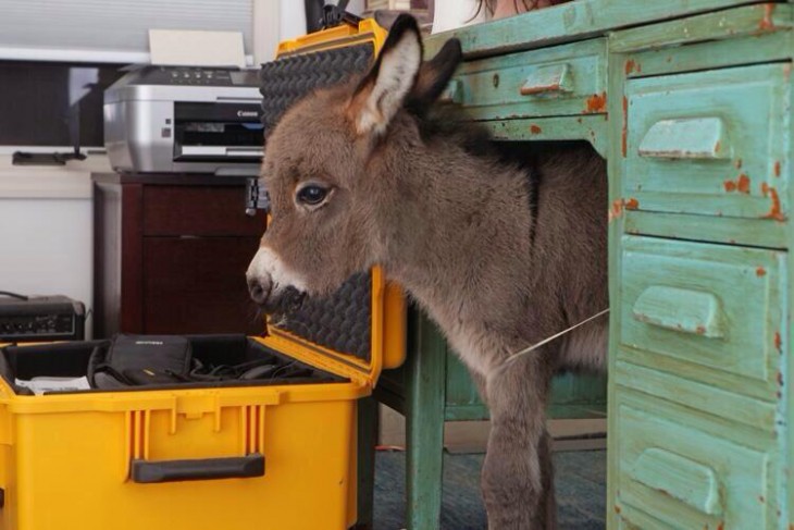 Burro miniatura debajo de un escritorio 