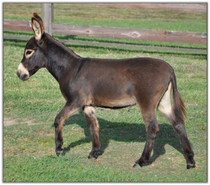 Burro miniatura adulto