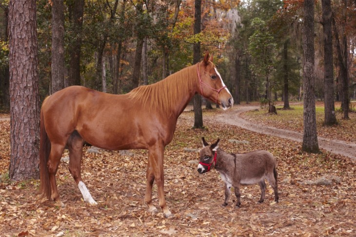 El burro más pequeño del mundo a lado de un caballo