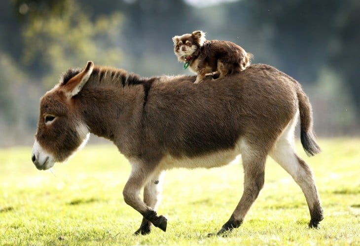 Burro miniatura con un perro sobre su lomo