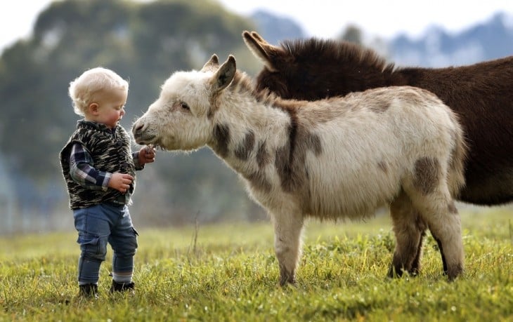 Niño acariciando un burro miniatura 