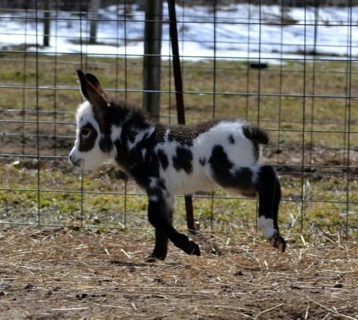 Burro miniatura en una granja 