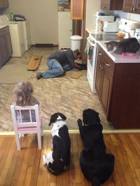 perros gato niña y padre, en la cocina