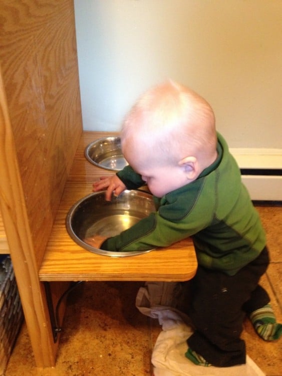 Niño comiendo alimento para gatos, junto a gato