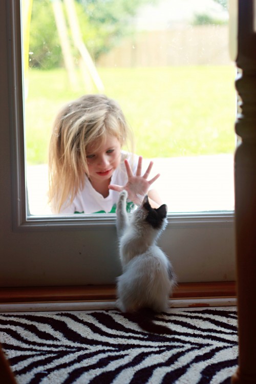 Niña junto a gato en una ventana