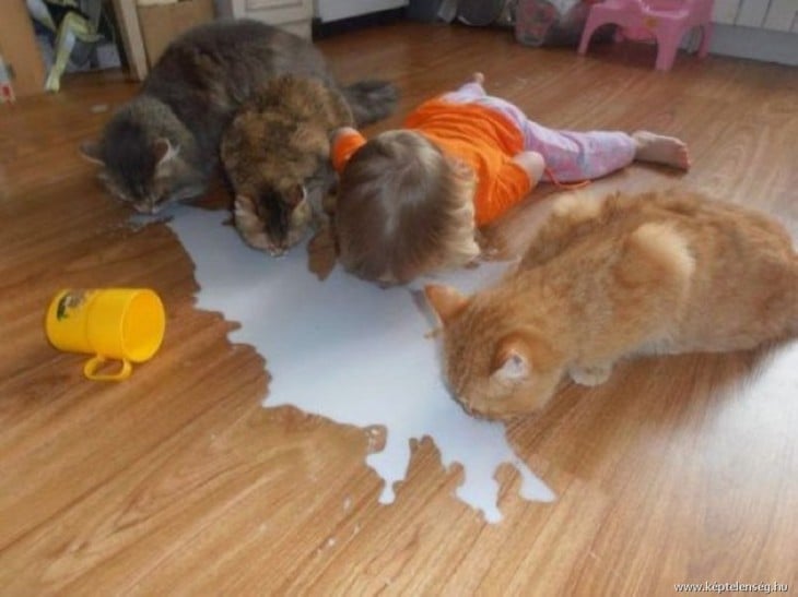 Niño tomando leche del piso junto a 3 gatos
