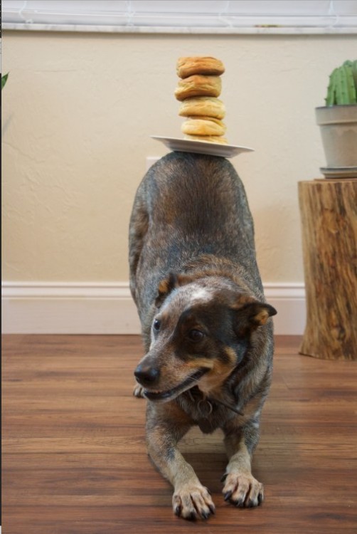 Perro con una plato de donas en la espalda 