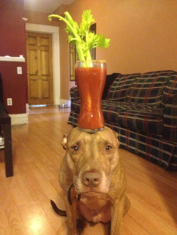 Perro con un vaso sobre su cabeza 