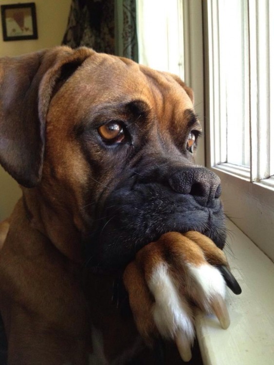 Perro viendo por la ventana 