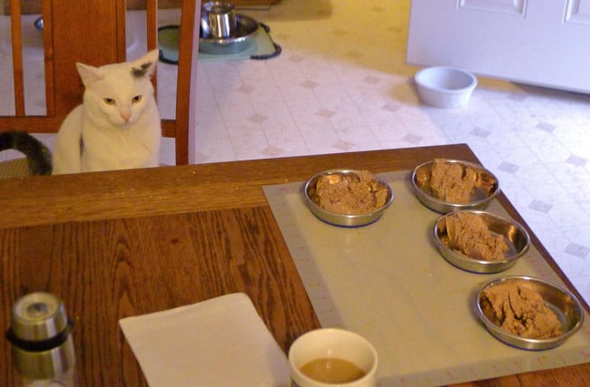Gato sentado frente a la mesa con platos de comida 