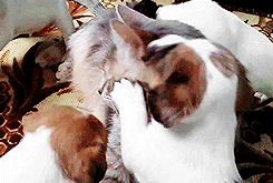 GIF de perros molestando a un gato 