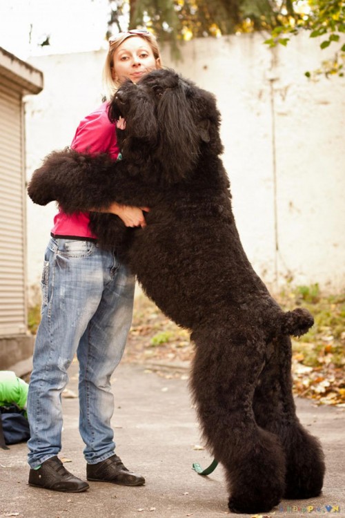 gran perro negro abrazando ahombre
