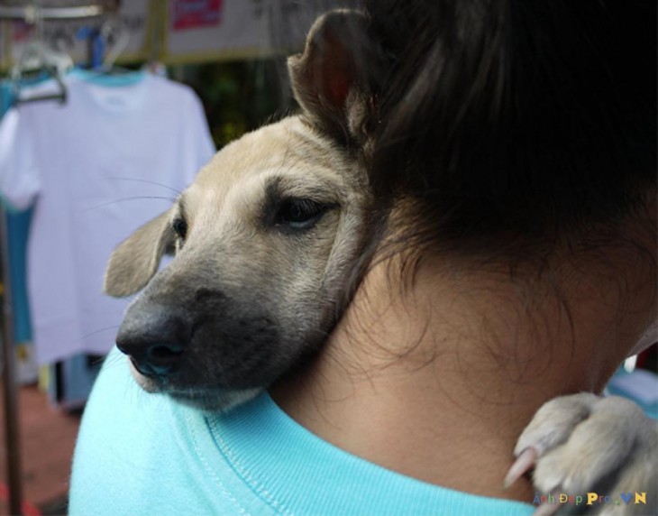 perro triste abrazando amujer