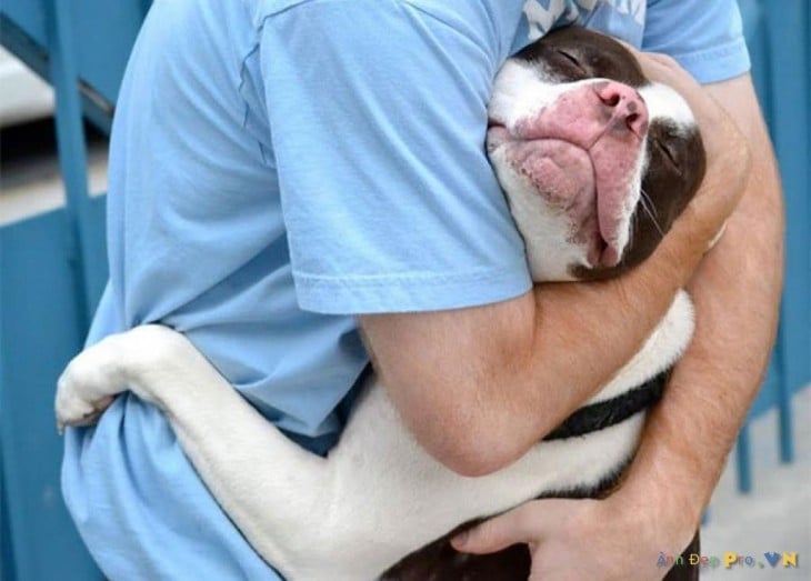 pitbull abrazado de nene