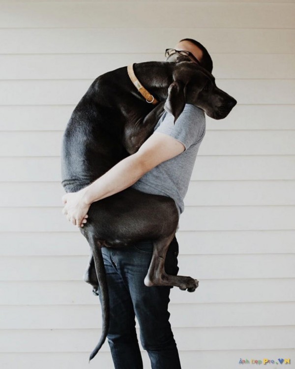 hombre abrazando a su gran danes