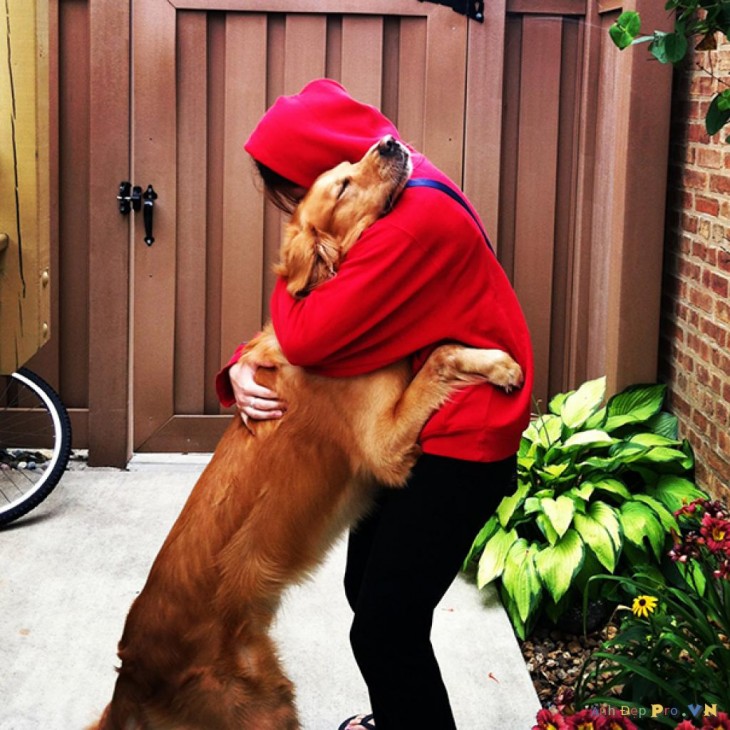 perro dando al bienvenida a su amigo