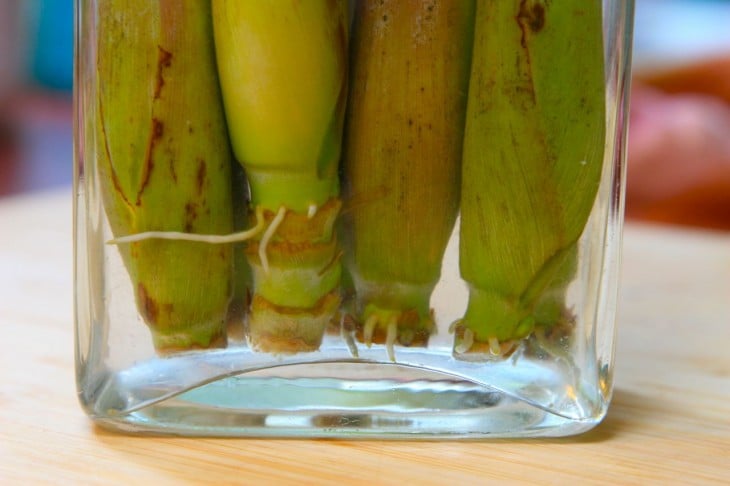 Lemongrass en un recipiente con agua 