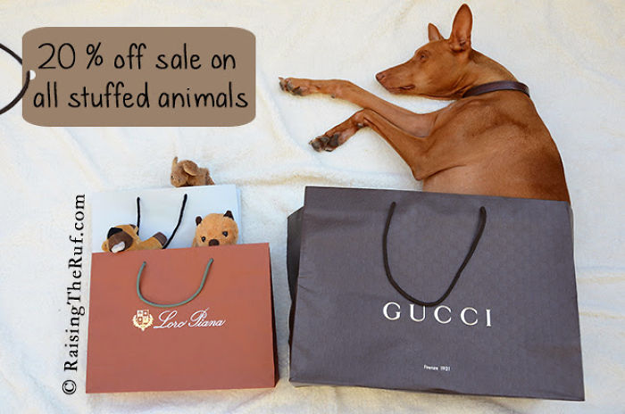 perro que fue a comprar productos gucci