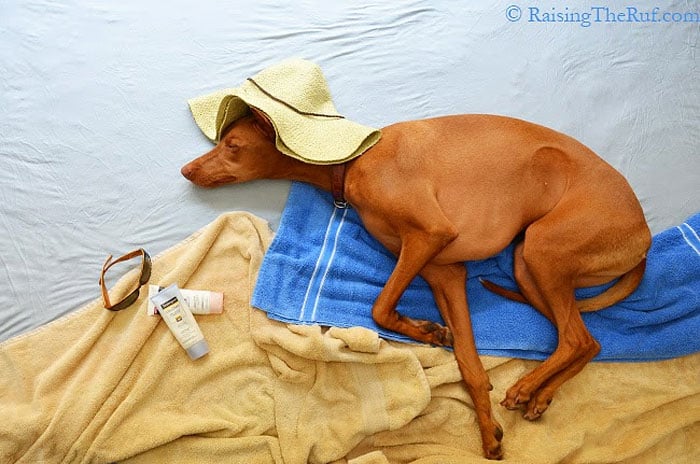 perro de turista en la playa