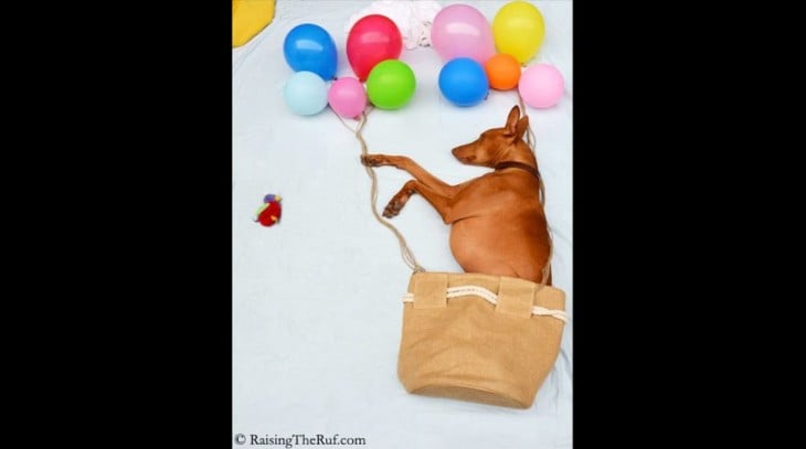 perro en una  con globos