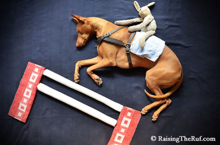 perro haciendo de caballo de carrera