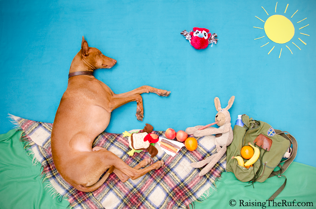 perro en picnic con amigos