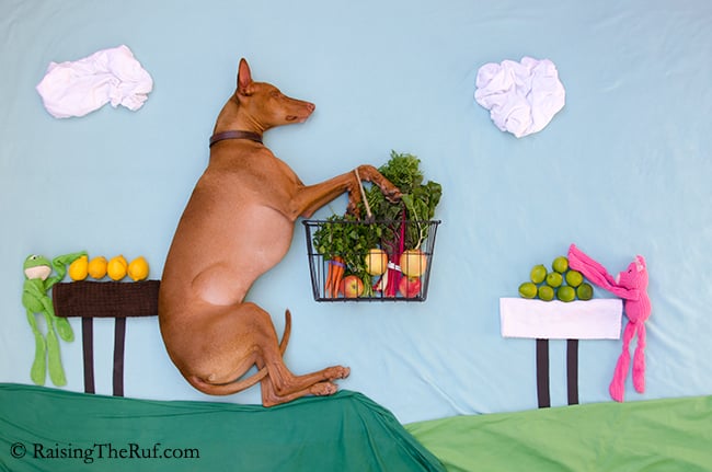 perro llevando un canasto de vegetales